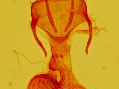 genitalia view of adult Neoligia hardwicki