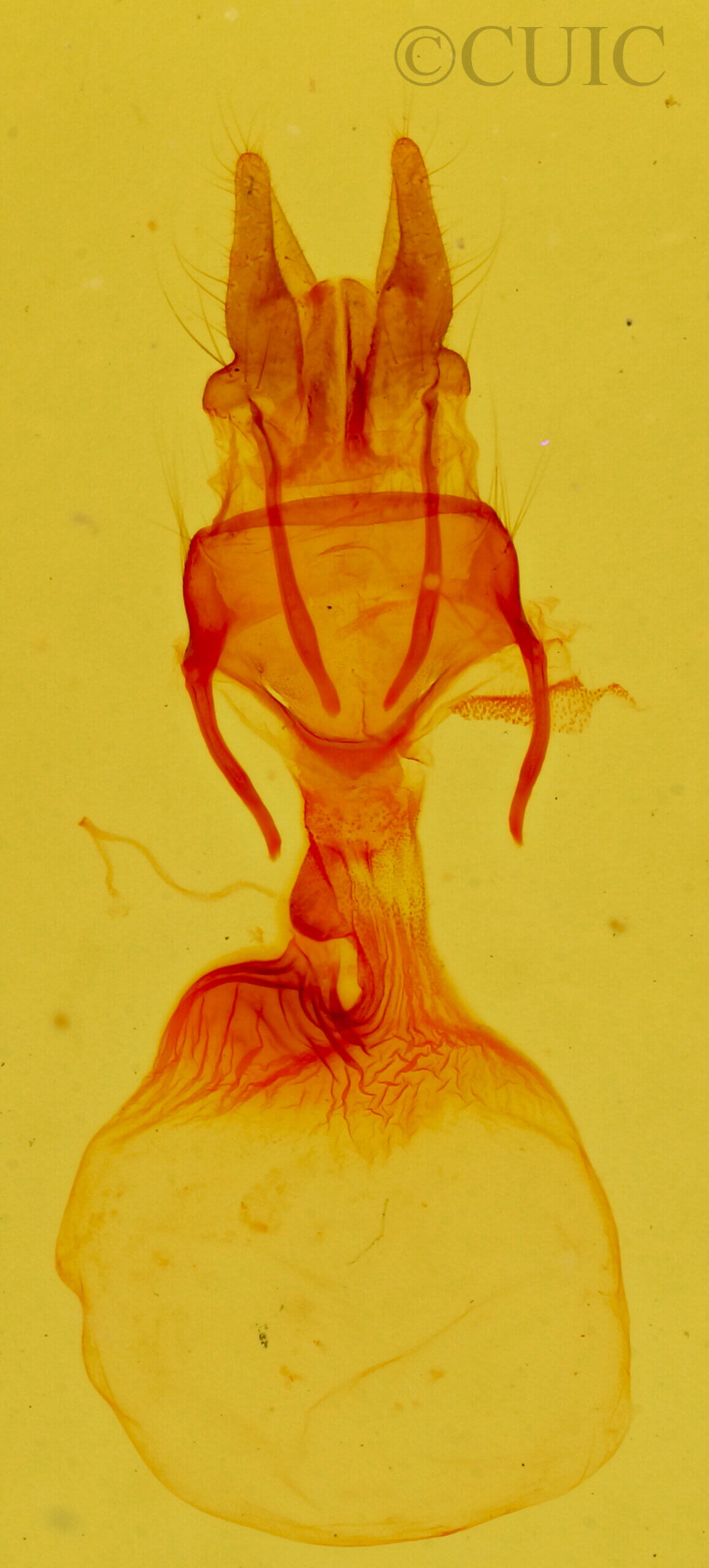 genitalia view of adult Neoligia hardwicki
