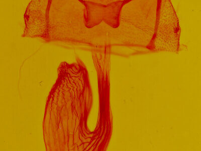 genitalia view of adult Cherokeea attakullakulla