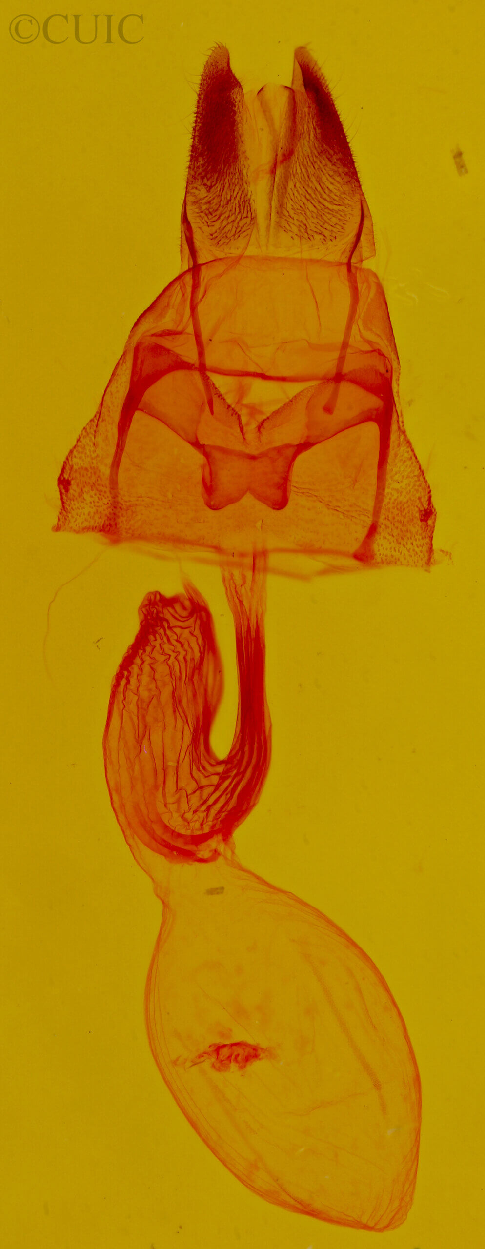 genitalia view of adult Cherokeea attakullakulla