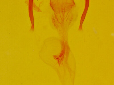 genitalia view of adult Mesoligia furuncula