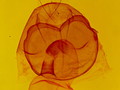 genitalia view of adult Zale duplicata