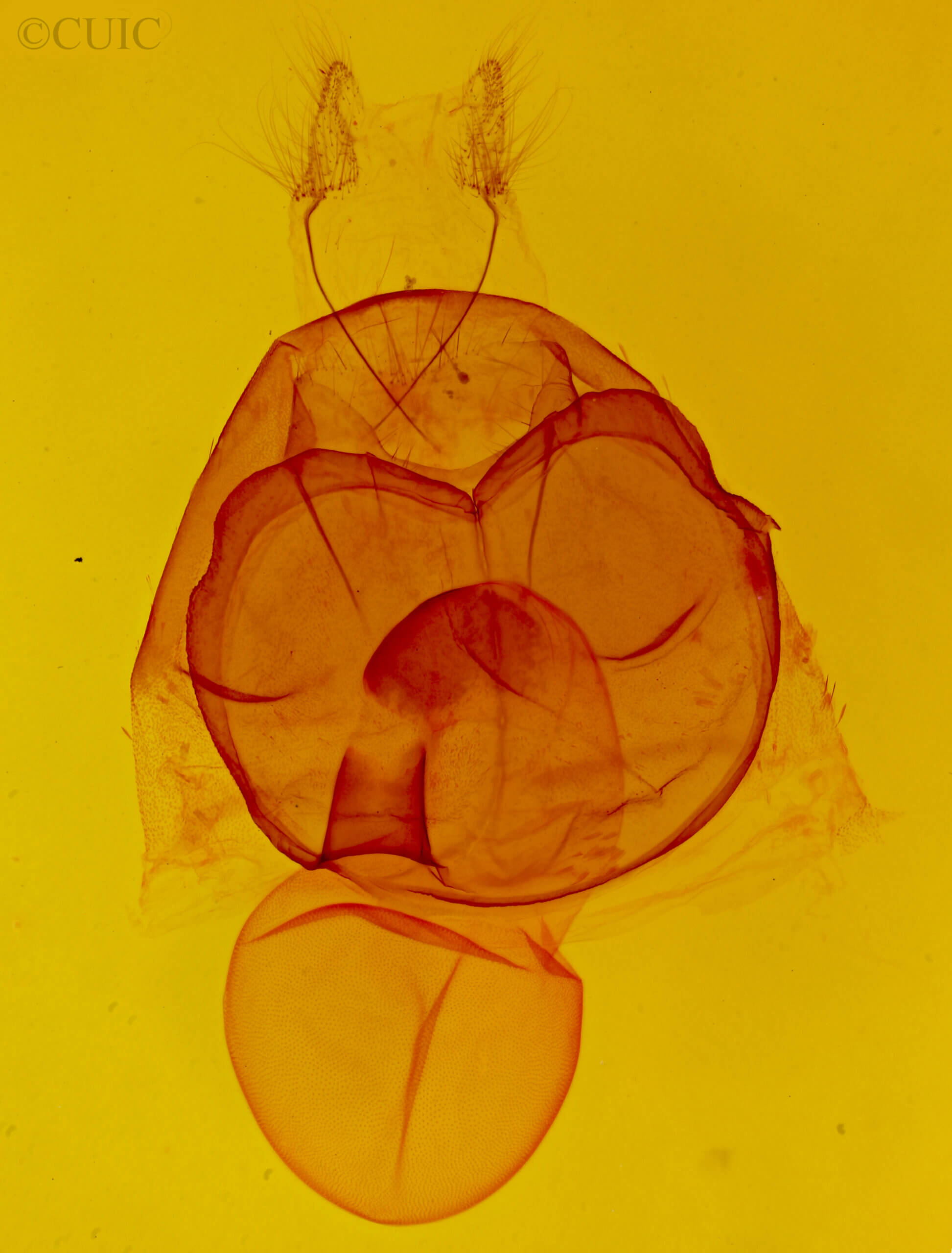 genitalia view of adult Zale duplicata