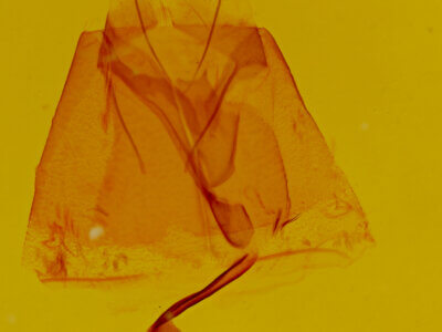 Pseudanthracia coracias