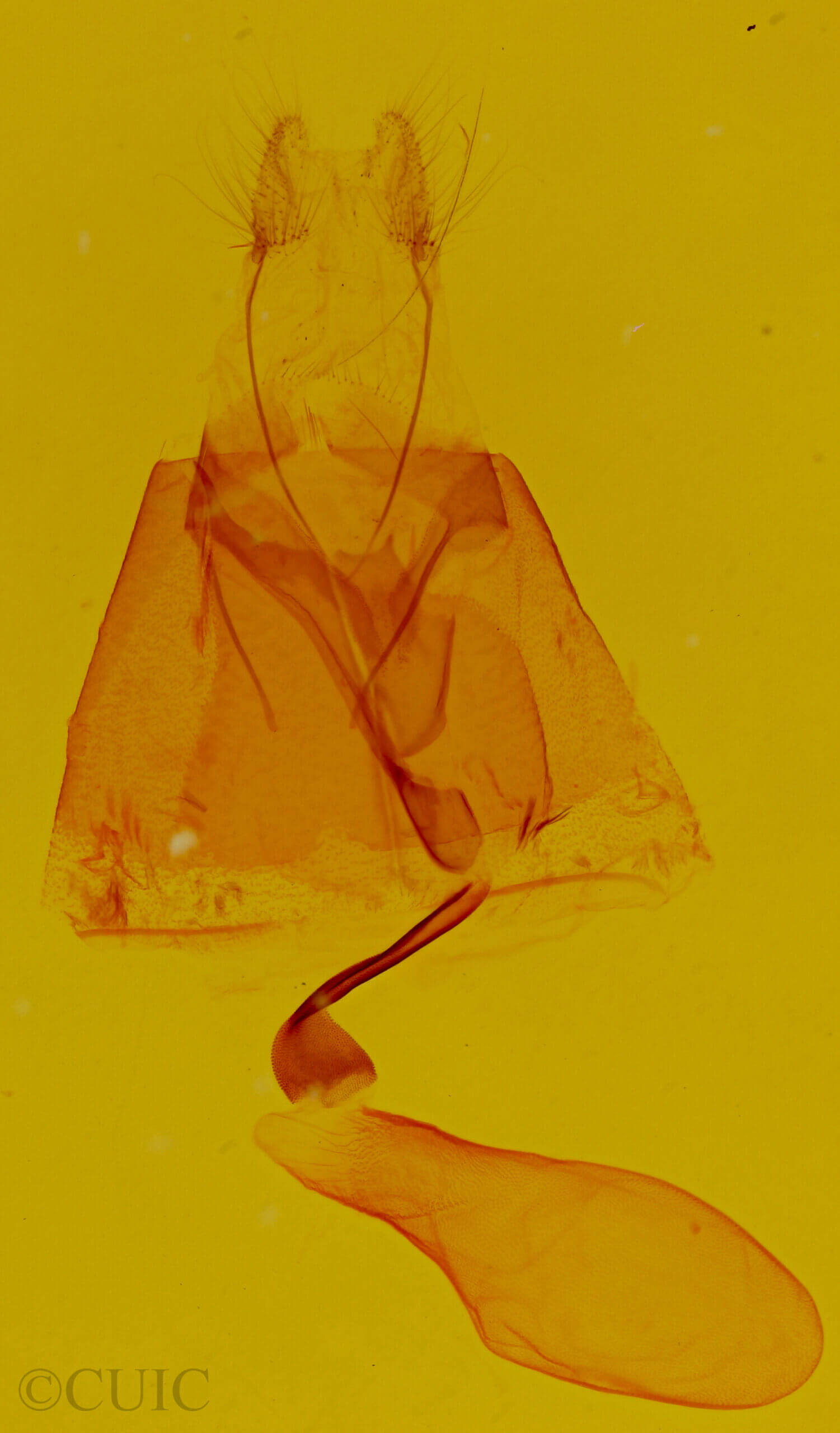 Pseudanthracia coracias