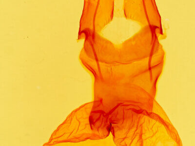 genitalia view of adult Protoperigea posticata