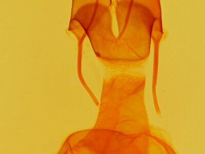 genitalia view of adult Protoperigea posticata