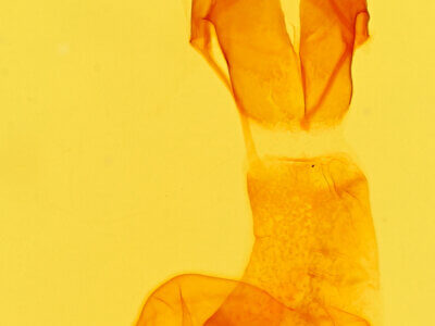 genitalia view of adult Protoperigea posticata