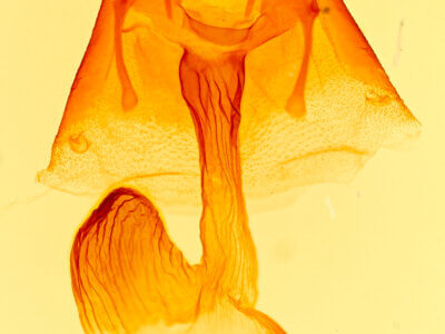 genitalia view of adult Xylomoia indirecta