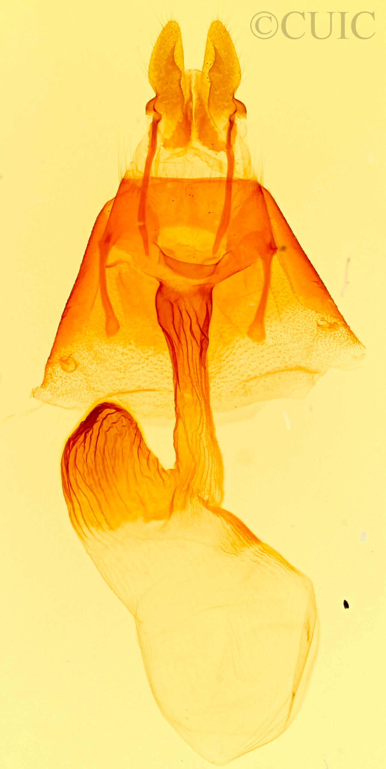 genitalia view of adult Xylomoia indirecta