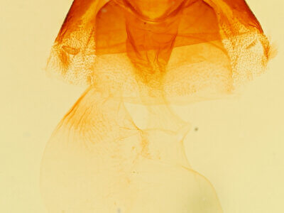 genitalia view of adult Mesapamea fractilinea albescens