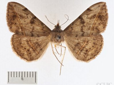 dorsal view of adult Anticarsia sp.