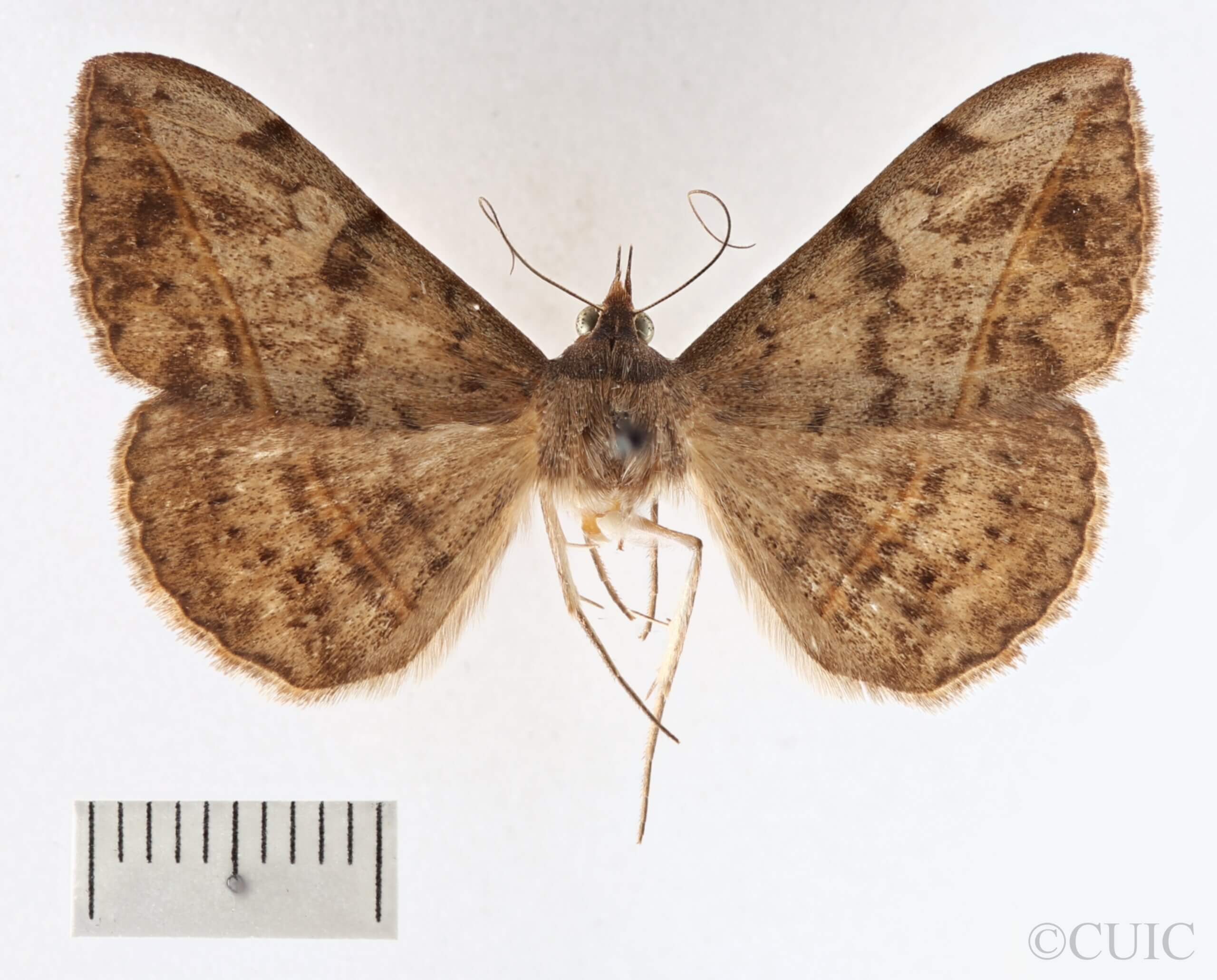 dorsal view of adult Anticarsia sp.