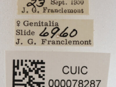 label view of adult Anticarsia sp.