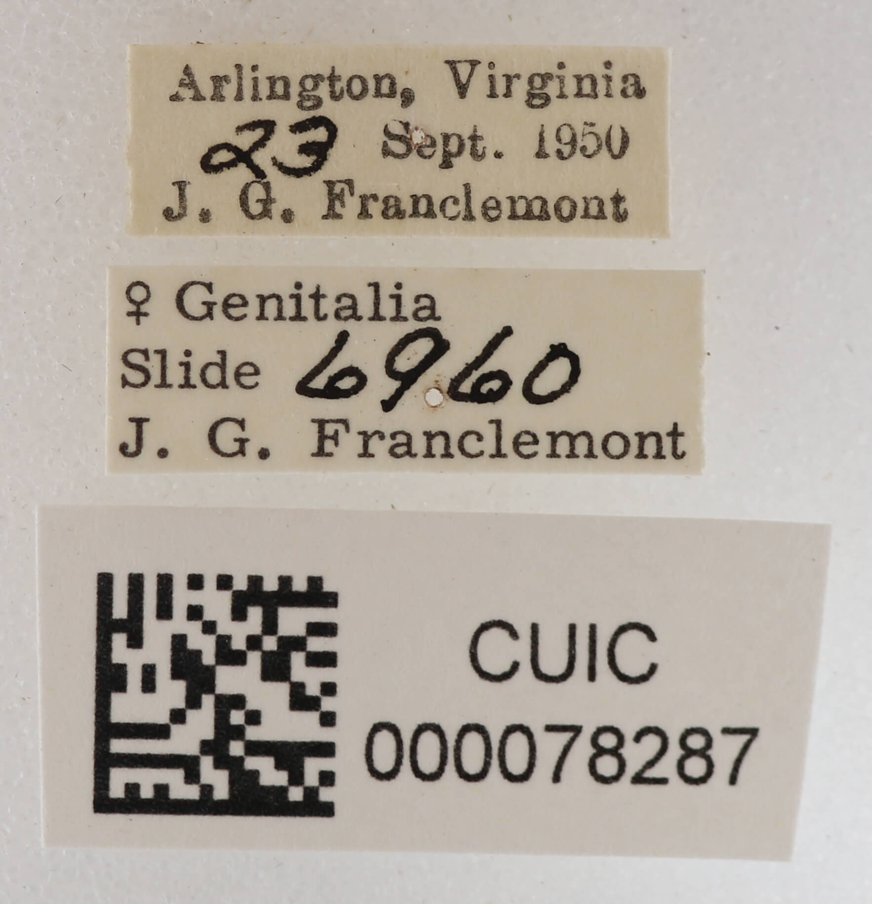 label view of adult Anticarsia sp.