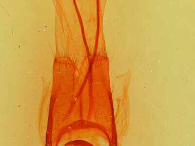 genitalia view of adult Phoberia sp.