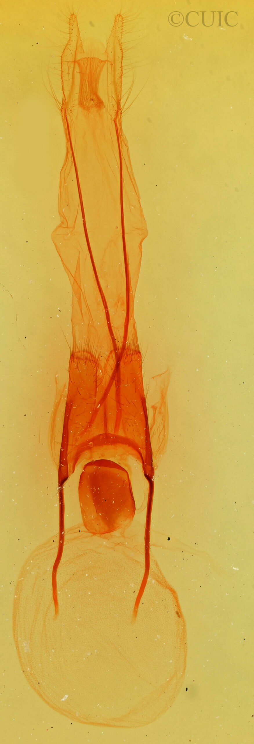 genitalia view of adult Phoberia sp.