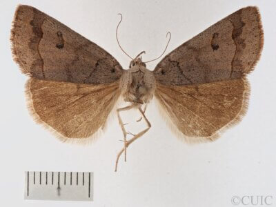 dorsal view of adult Phoberia sp.