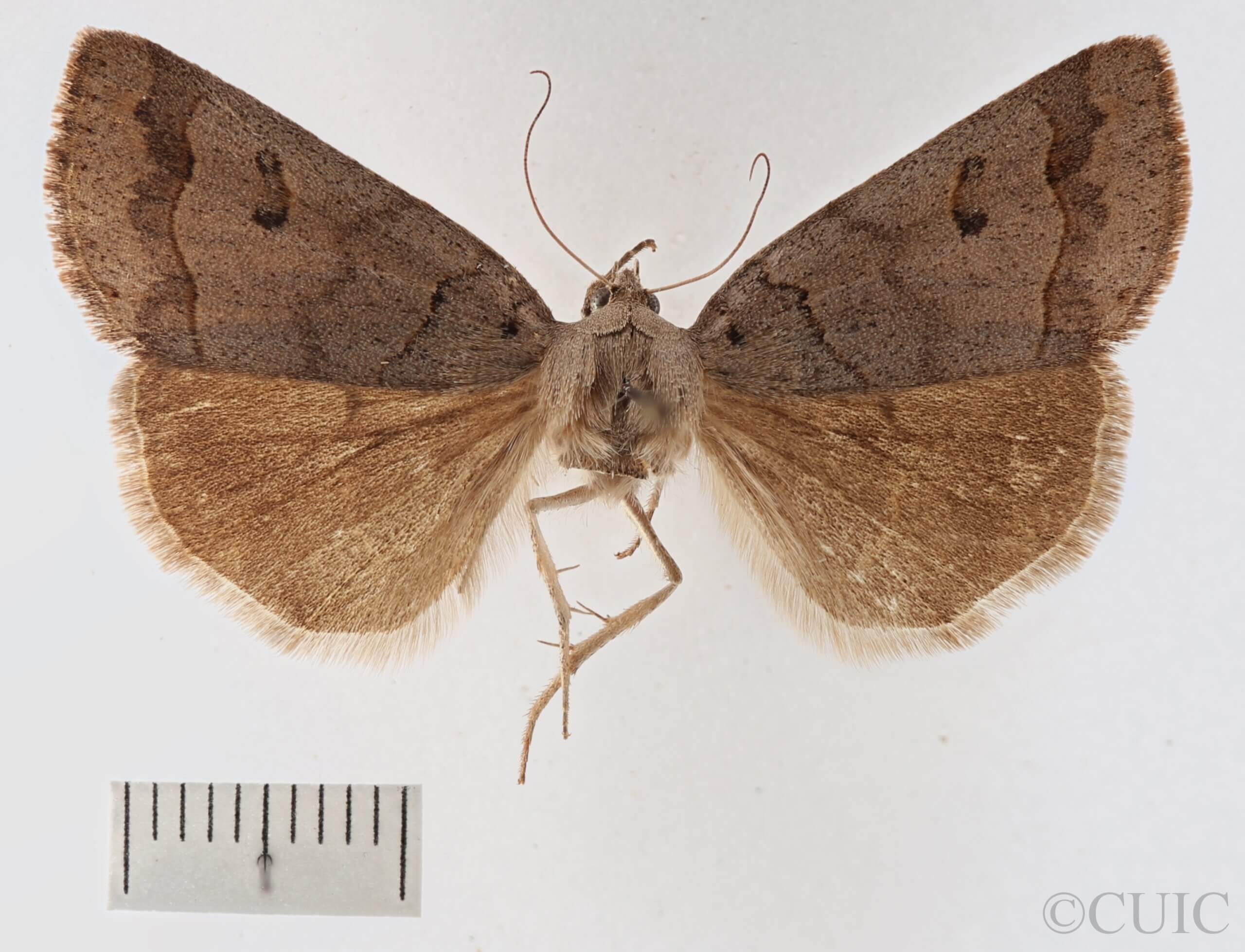 dorsal view of adult Phoberia sp.