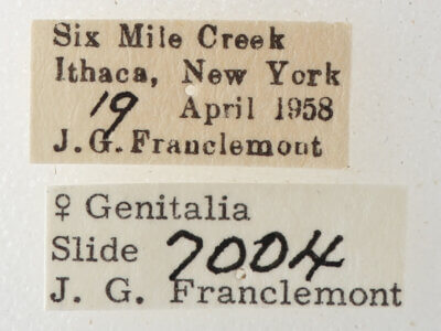 label view of adult Phoberia sp.