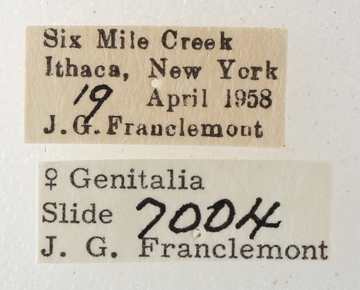 label view of adult Phoberia sp.