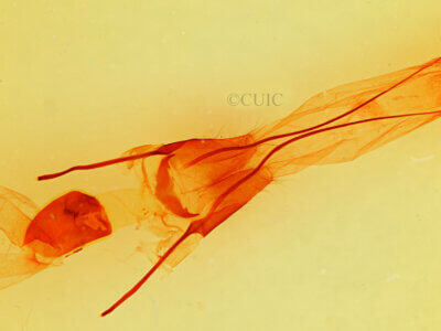 genitalia view of adult Phoberia sp.