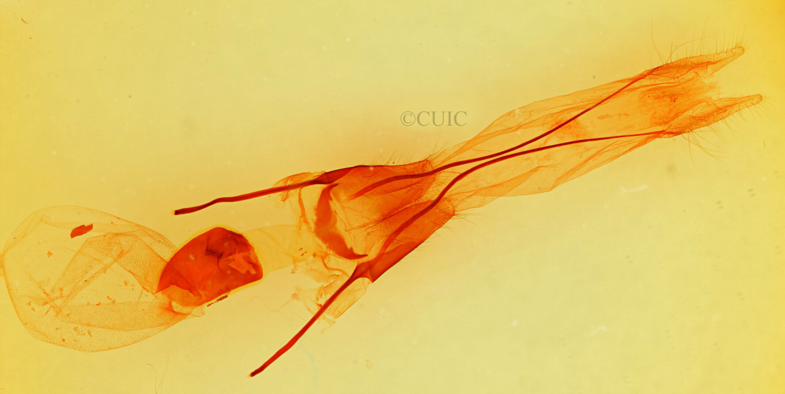 genitalia view of adult Phoberia sp.