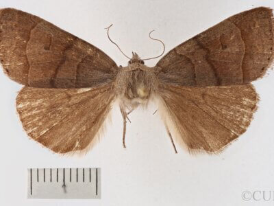 dorsal view of adult Phoberia sp.