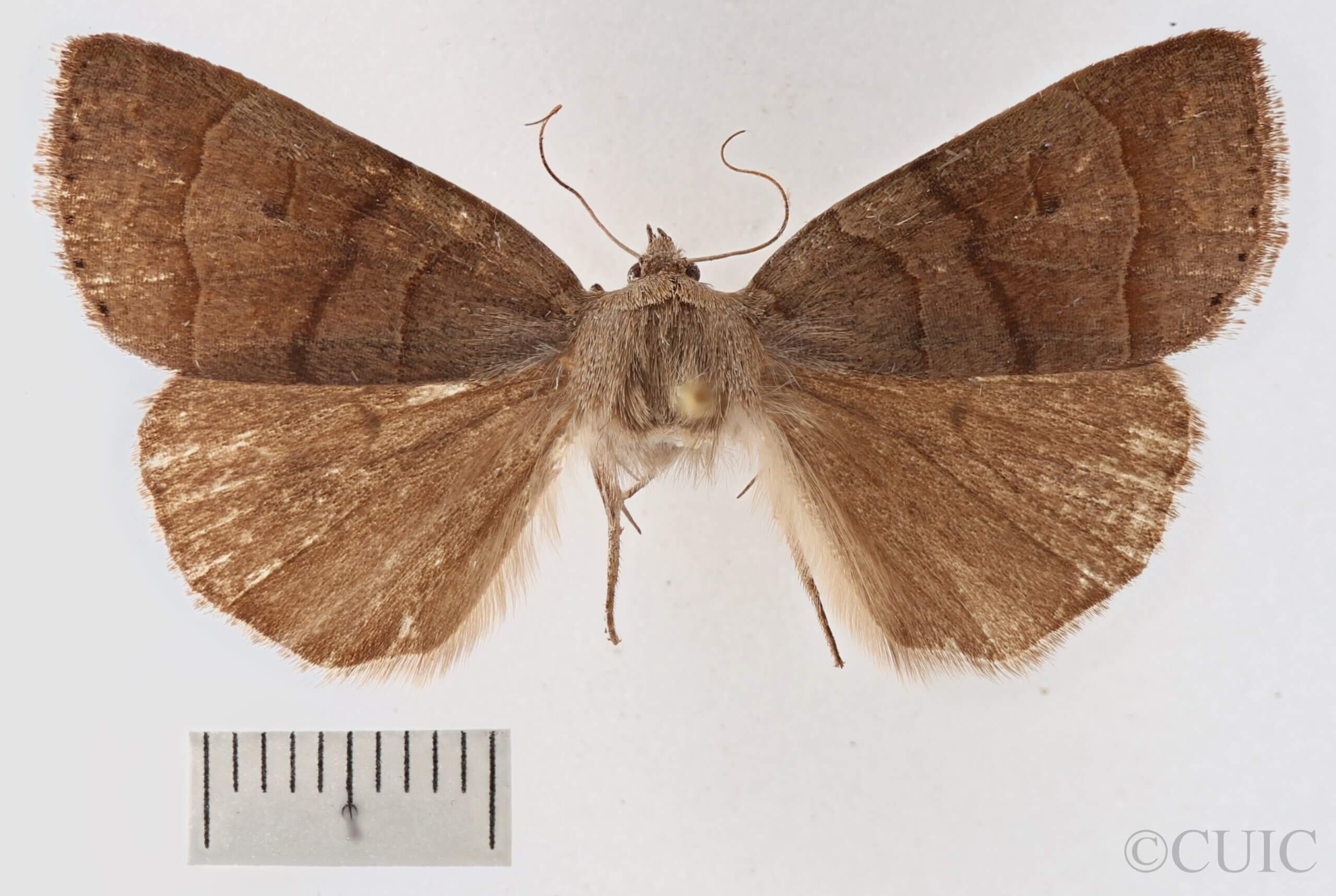 dorsal view of adult Phoberia sp.