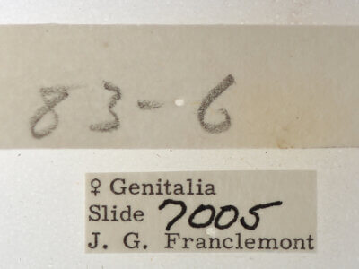 label view of adult Phoberia sp.