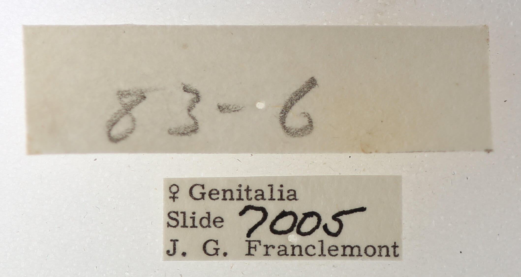 label view of adult Phoberia sp.