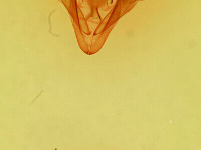 genitalia view of adult Mocis cubana