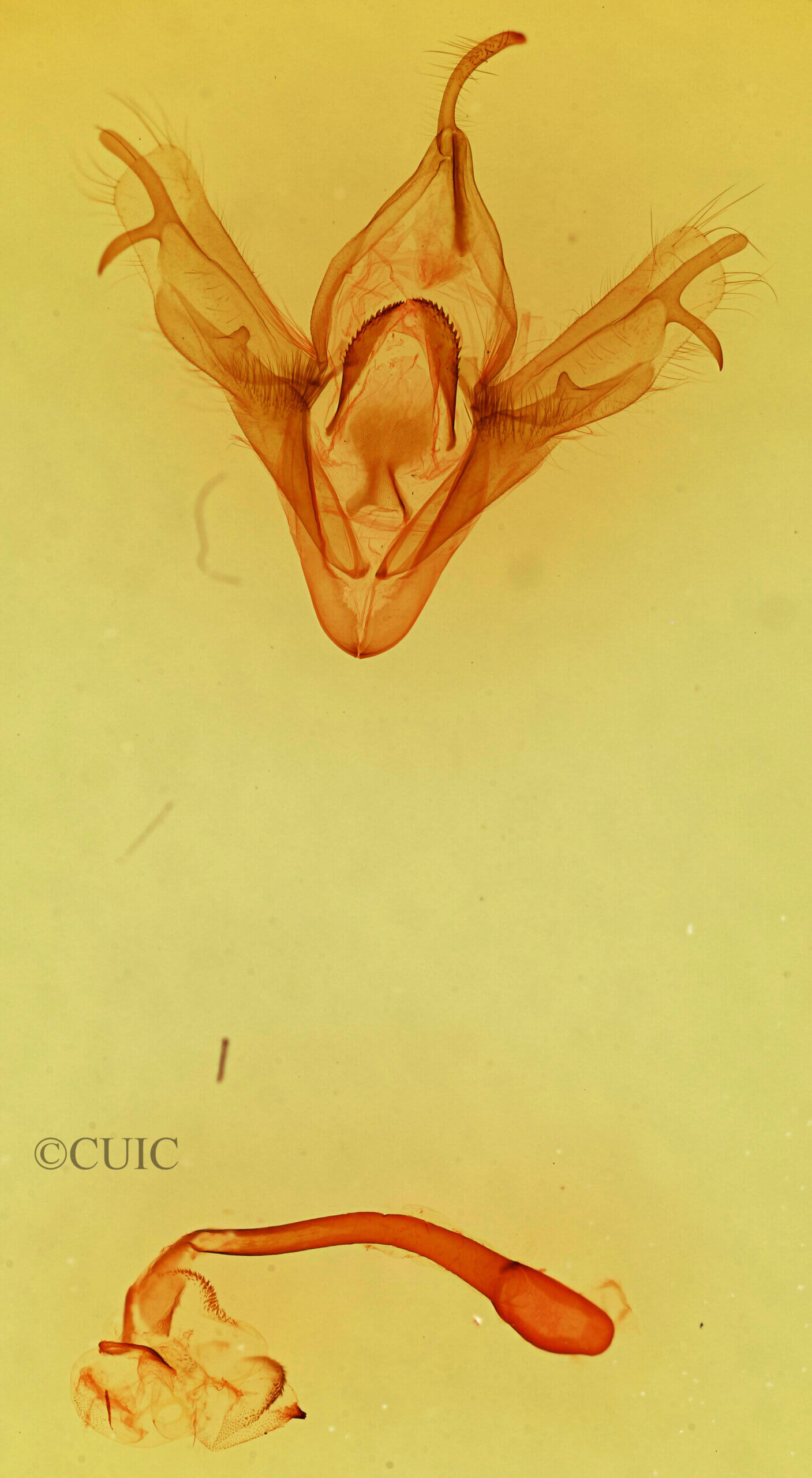 genitalia view of adult Mocis cubana