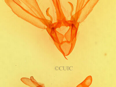 genitalia view of adult Melipotis perpendicularis