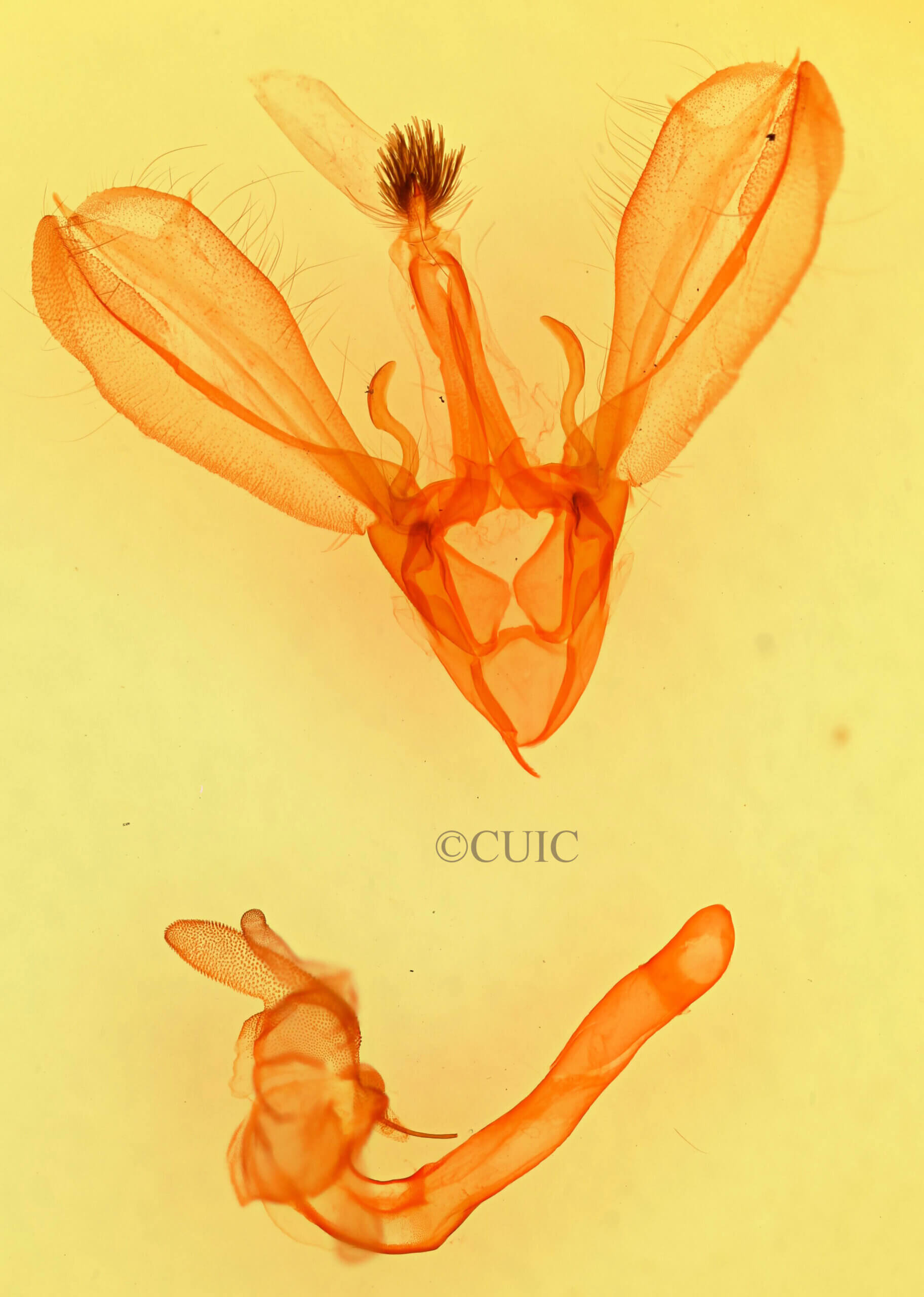 genitalia view of adult Melipotis perpendicularis