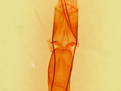 genitalia view of adult Melipotis perpendicularis