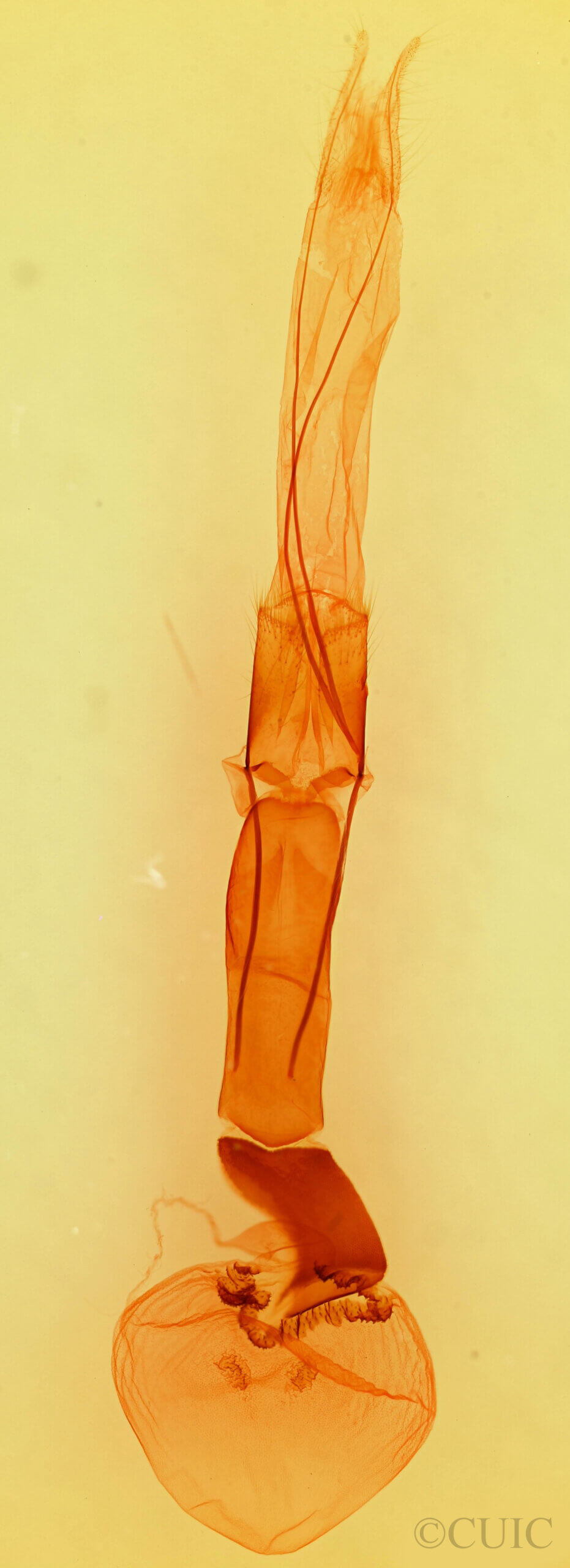 genitalia view of adult Melipotis perpendicularis