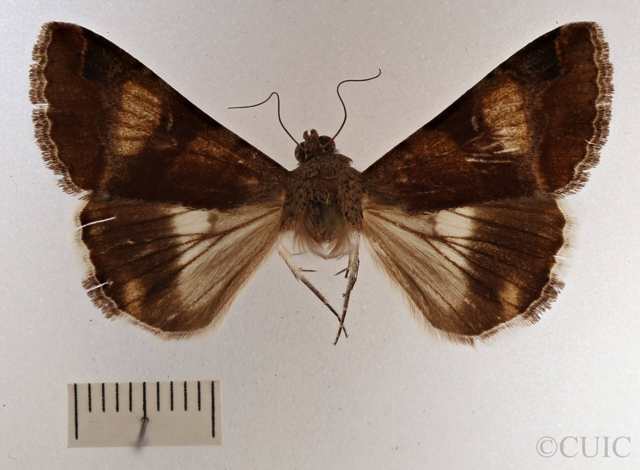 dorsal view of adult Melipotis perpendicularis