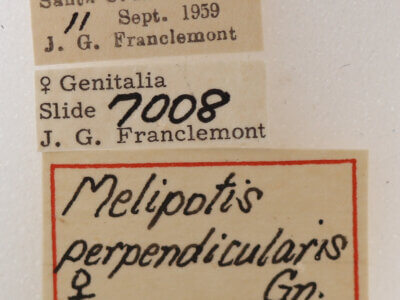 label view of adult Melipotis perpendicularis