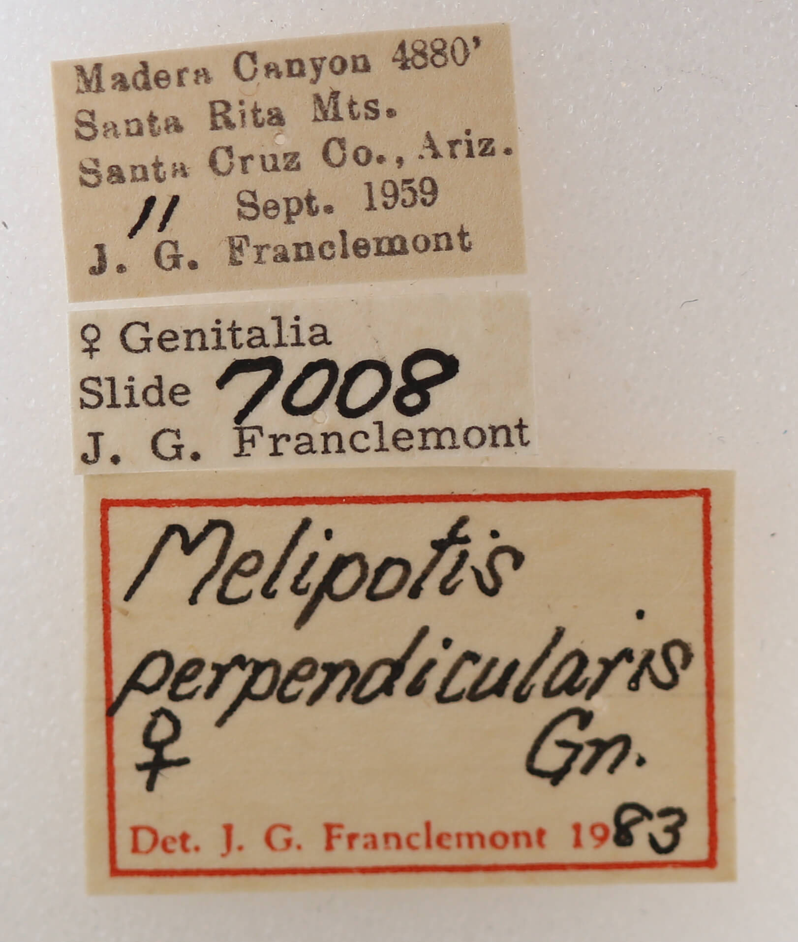 label view of adult Melipotis perpendicularis