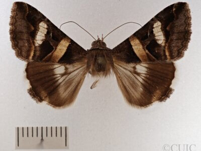 dorsal view of adult Melipotis perpendicularis