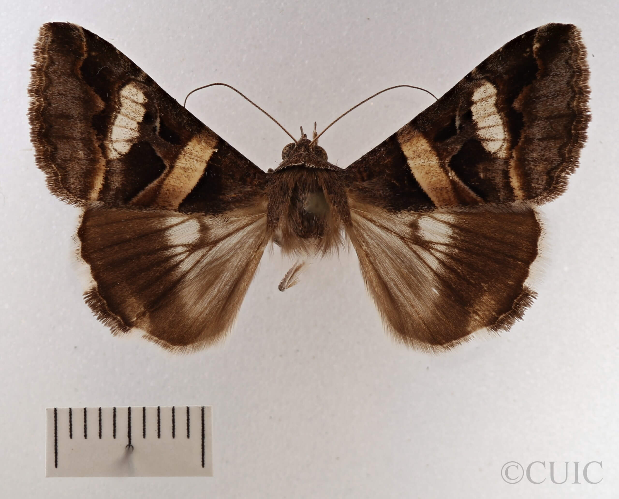 dorsal view of adult Melipotis perpendicularis