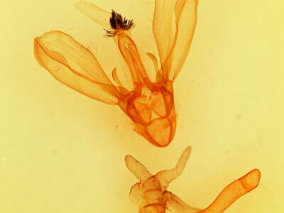 genitalia view of adult Melipotis perpendicularis