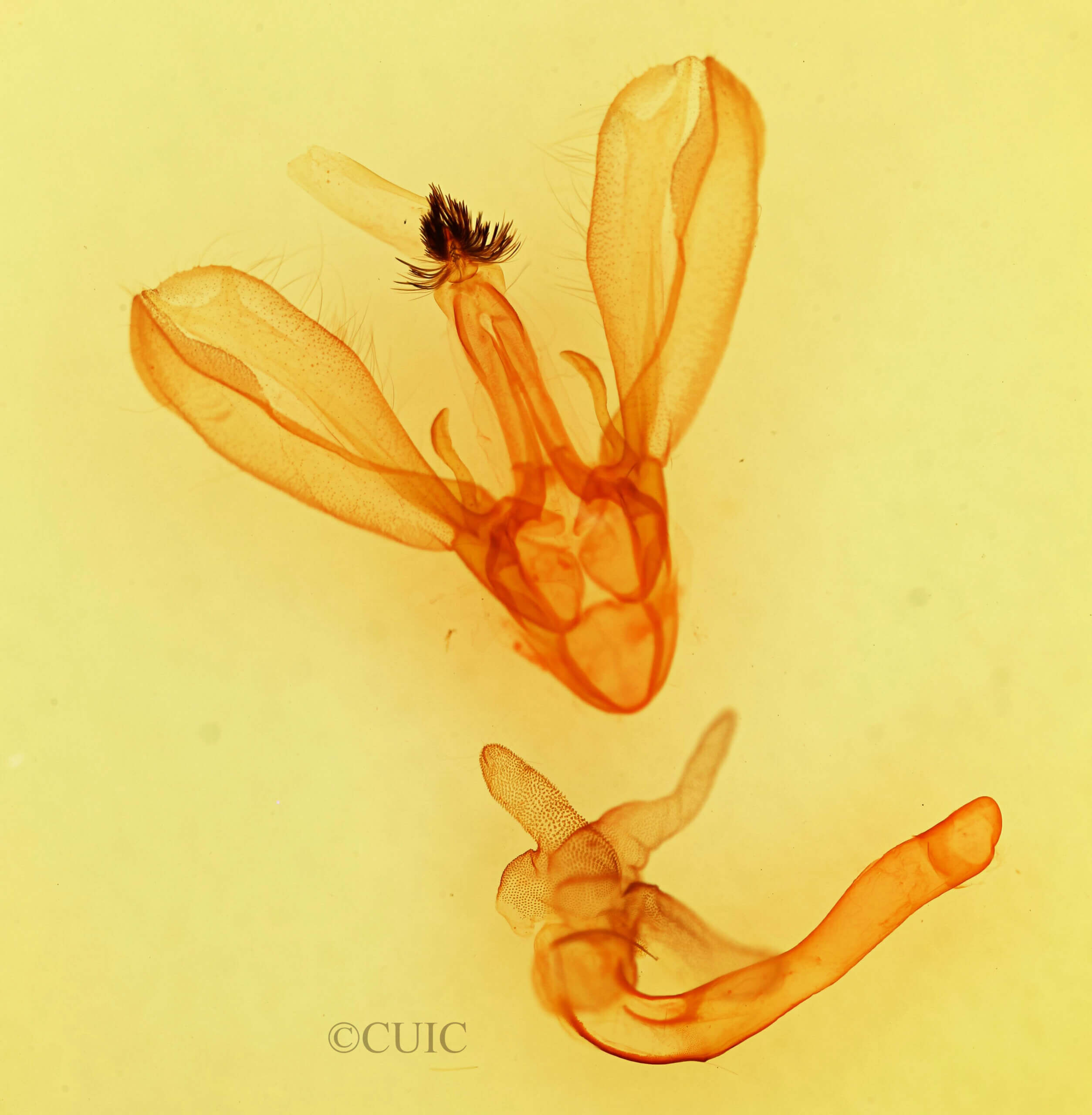 genitalia view of adult Melipotis perpendicularis