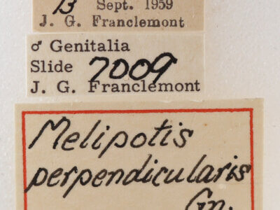 label view of adult Melipotis perpendicularis