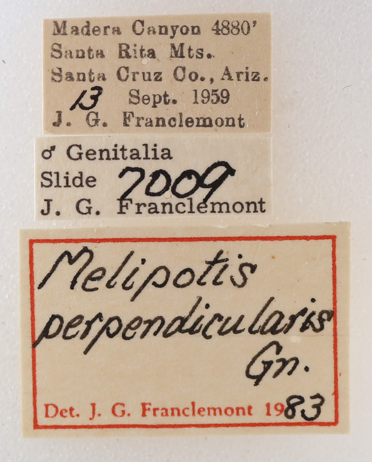 label view of adult Melipotis perpendicularis