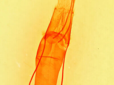 genitalia view of adult Melipotis perpendicularis
