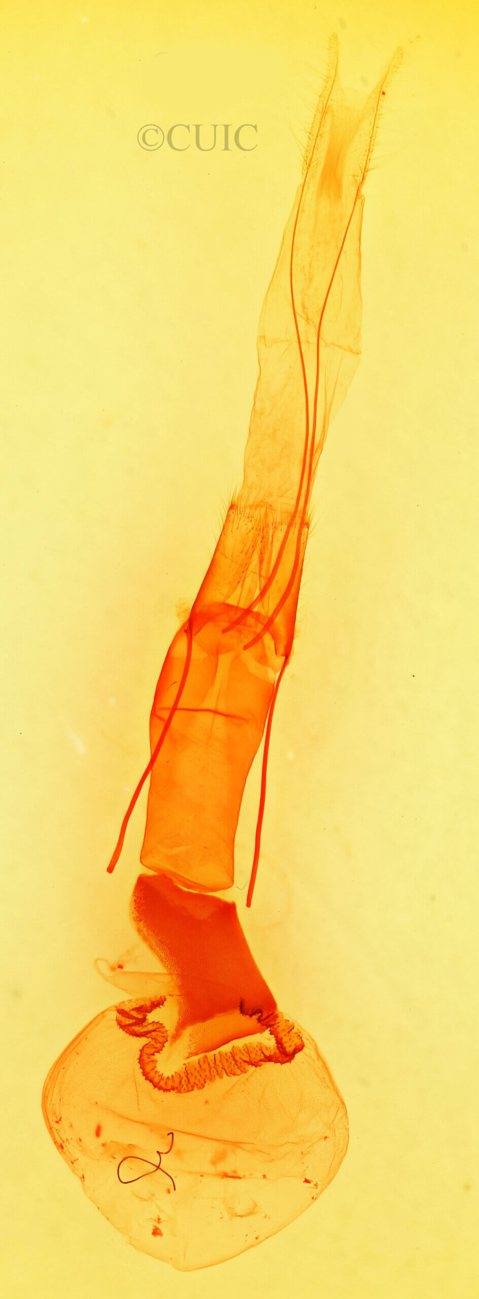 genitalia view of adult Melipotis perpendicularis