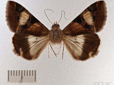 dorsal view of adult Melipotis perpendicularis