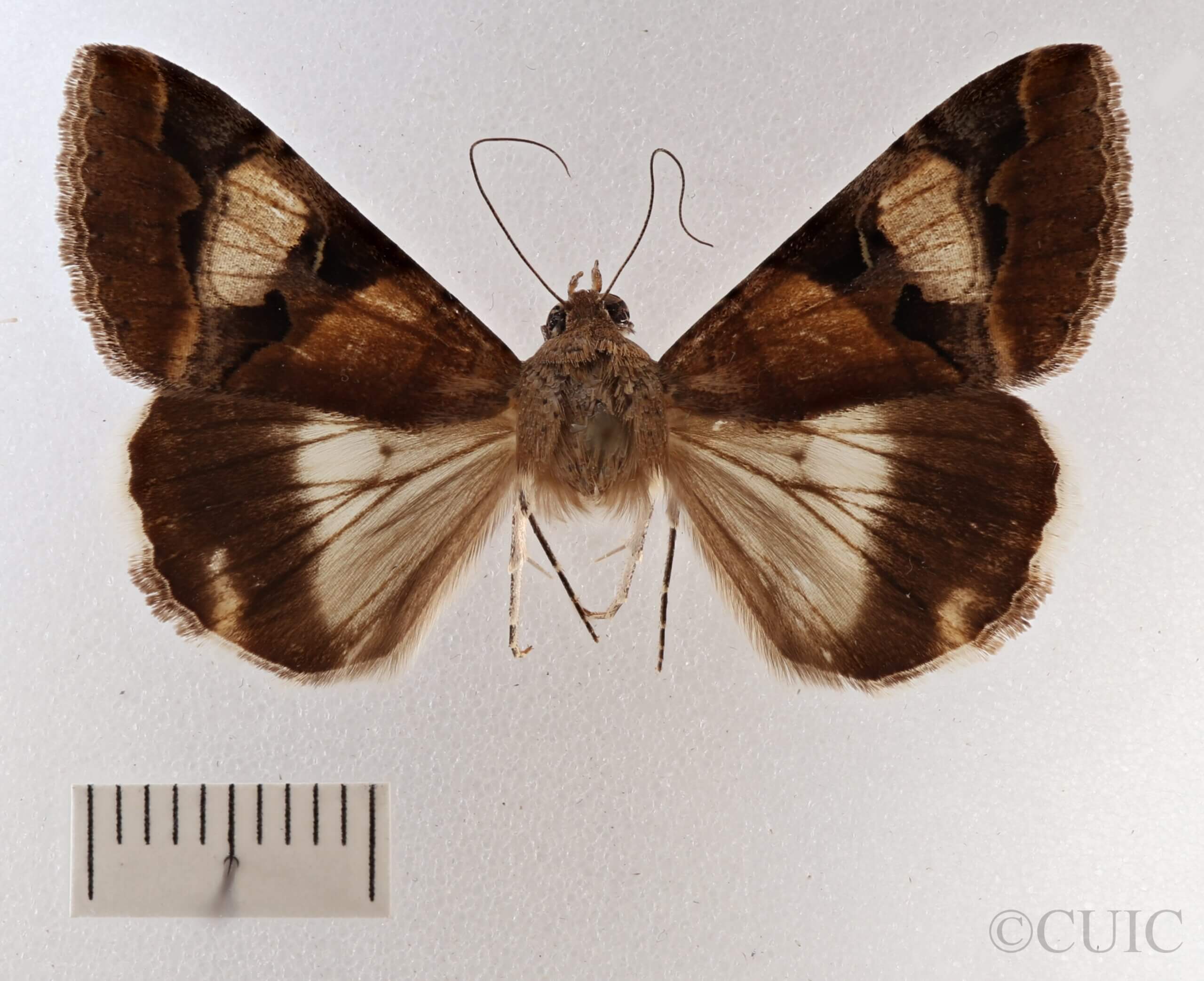 dorsal view of adult Melipotis perpendicularis